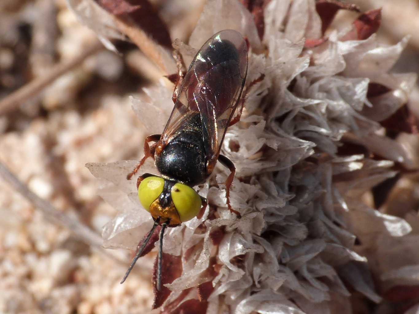Occhioni di zolfo: Tachysphex incertus rufiventralis
